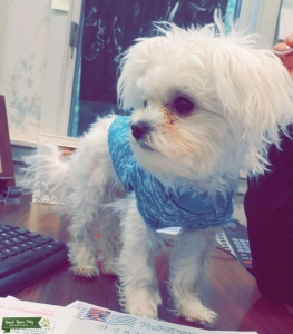 Tiny Maltese  Listing Image