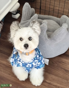 Merle Pomapoo Stud ready for a wife! Listing Image