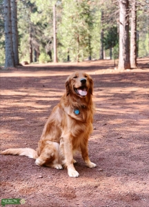 AKC Golden Retriever Stud Listing Image