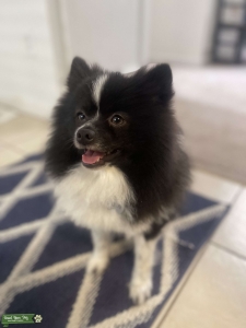 AKC registered Pomeranian  Listing Image
