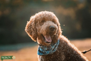 F1B Goldendoodle for Stud -Proven Stud Listing Image
