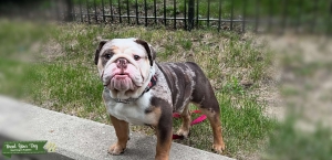 Legacy Kennel Listing Image