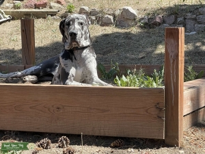 AKC registered Merle Listing Image