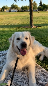 Gorgeous Golden Retriever available for stud    Listing Image