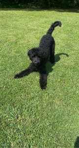Golden doodle Stud  Listing Image