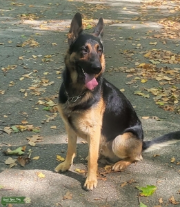 Black and tan GERMAN SHEPHERD  Listing Image