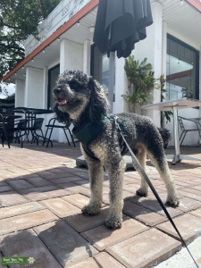 Pure Bred Toy Poodle (Male)  Listing Image