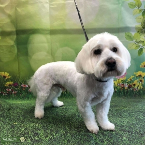 Coton de tulear x lhasa apso Listing Image