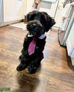 Black and white Miniature Schnauzer  Listing Image