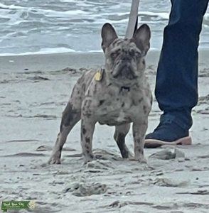Merle Blue Spotted - AKC registered Listing Image