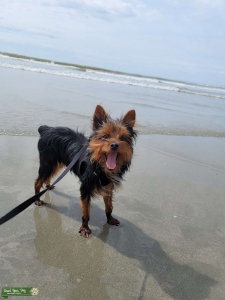 YORKIE STUD Listing Image