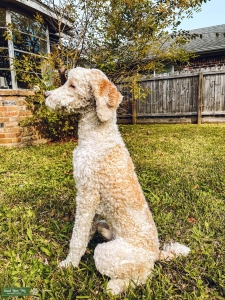 PROVEN CKC Standard Parti Poodle Listing Image