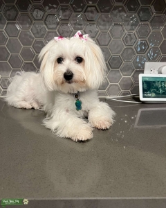 White Maltipom Listing Image