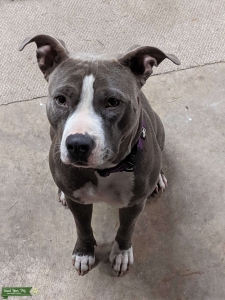 American Bully  Listing Image