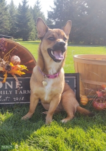 Corgi/Shiba Inu looking for stud Listing Image
