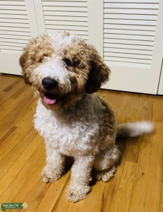 Multi-Color F2 Mini Goldendoodle  Listing Image