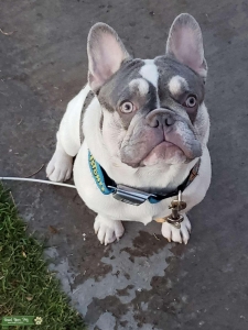 Quad french bulldog stud Listing Image