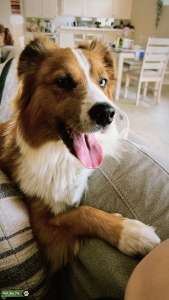 Male Mini Aussie  Listing Image