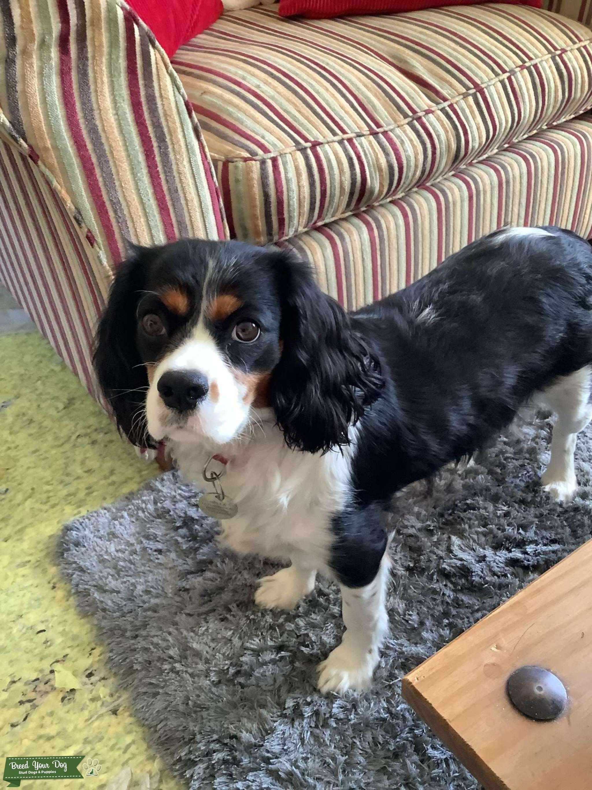 Bonny Tri coloured Cavalier Stud Dog Lancashire Breed Your Dog