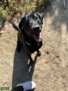 AKC American Labrador Retriever   Listing Image
