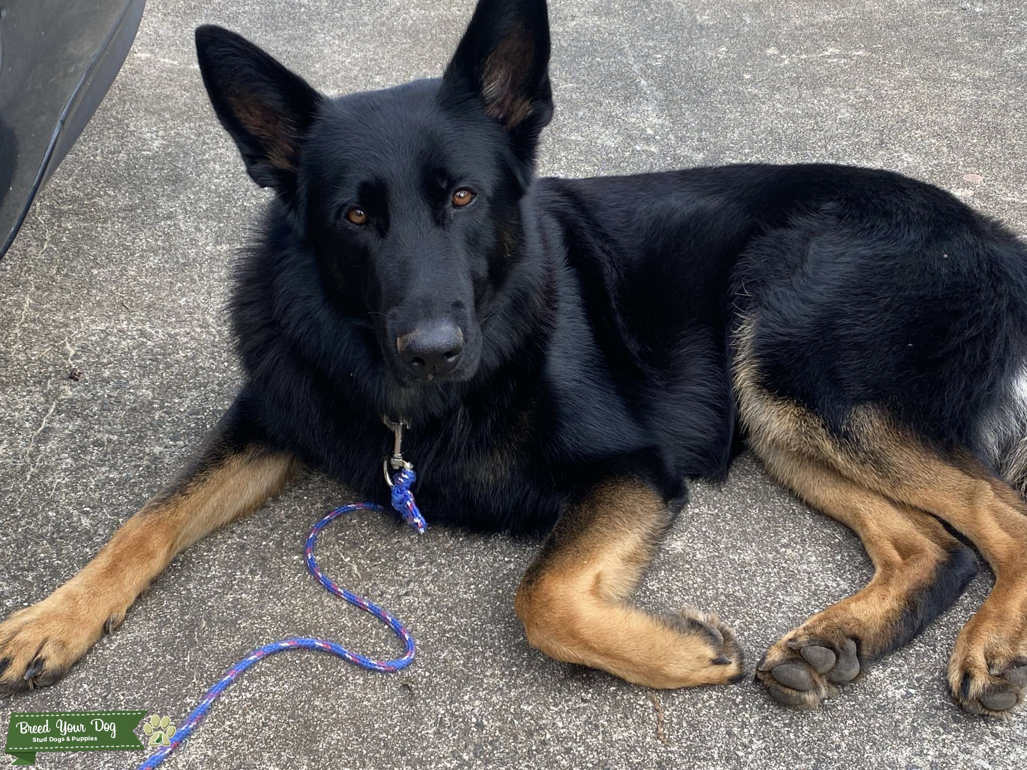 Black German Shepherd Stud Dog in North Carolina , the United States