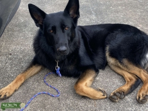 Black German Shepherd Listing Image