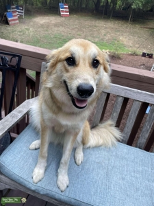 Australian Shepherd/Great Pyrenees Mix Listing Image
