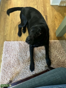 Black Lab Listing Image