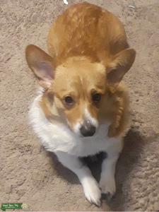 Red Fawn Welsh Pembroke Corgi Listing Image