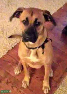 Beautiful brown boxador  Listing Image