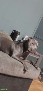 American Bully Listing Image