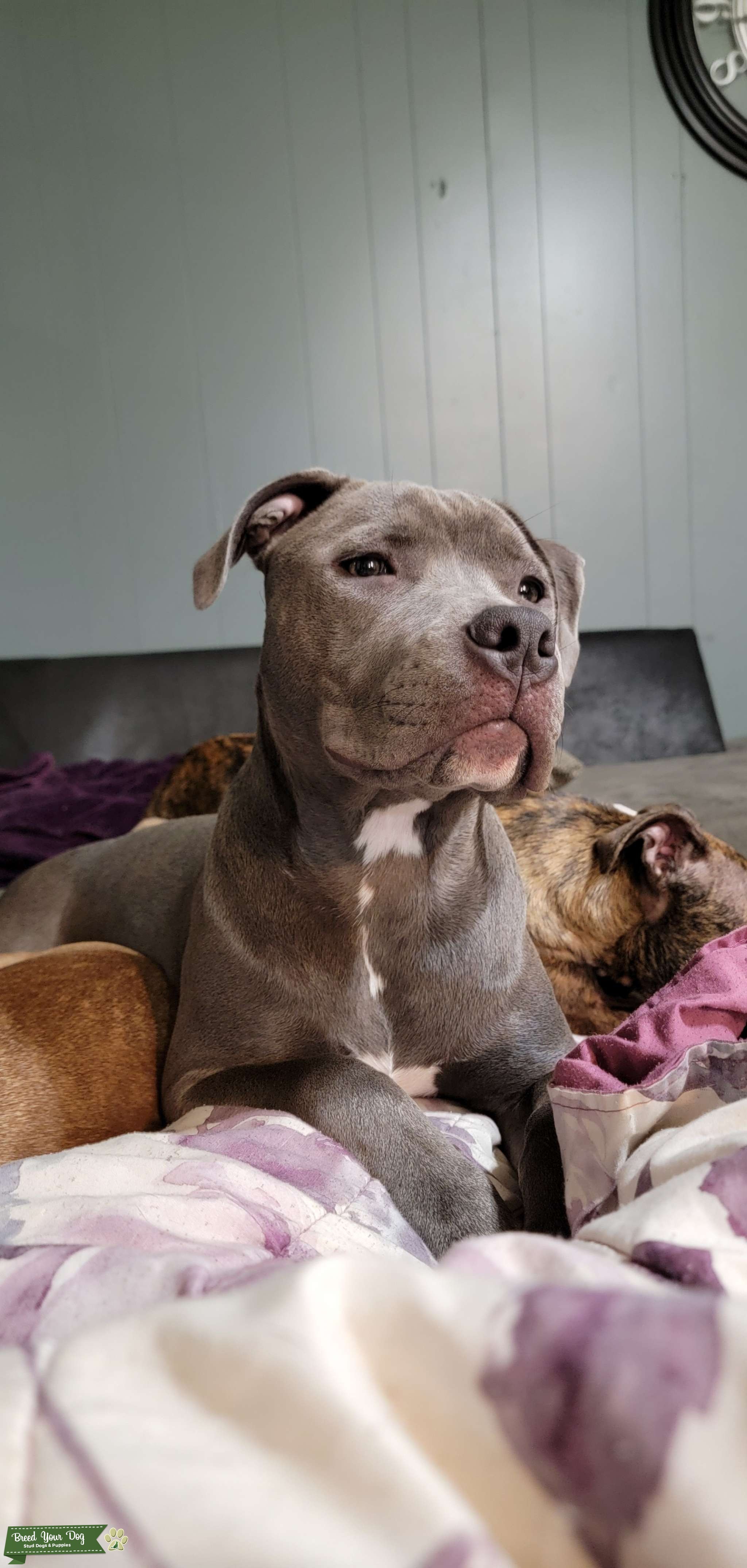 American Bully Stud Dog in Pennsylvania, the United States Breed