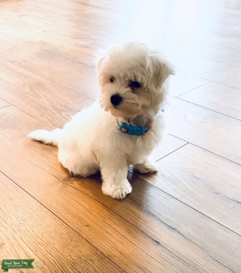 Maltese Stud Listing Image