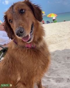 Beautiful Golden Retriever Female looking for a handsome baby daddy  Listing Image