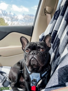 Black French Bulldog Listing Image