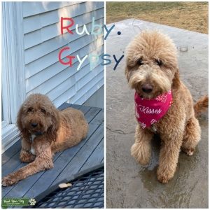 Looking for mini Goldendoodle stud Listing Image