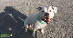 White American bully Listing Image