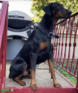 Black/Rust Doberman Pinscher Listing Image