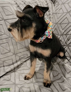 Minature Schnauzer Stud Listing Image