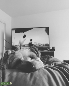Yorkshire terrier Listing Image