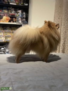 Pomeranian Male Listing Image