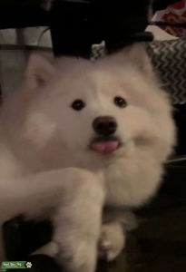 Female Samoyed Listing Image