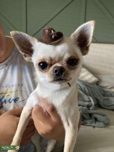 Apple head chihuahua  Listing Image