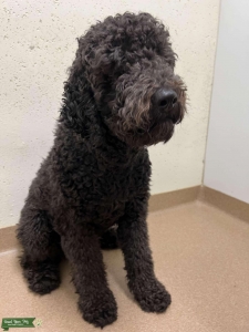 Poodle/Doodle Listing Image