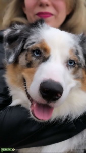 Purebred Australian Shepherd Blue Merle stud available to breed Listing Image