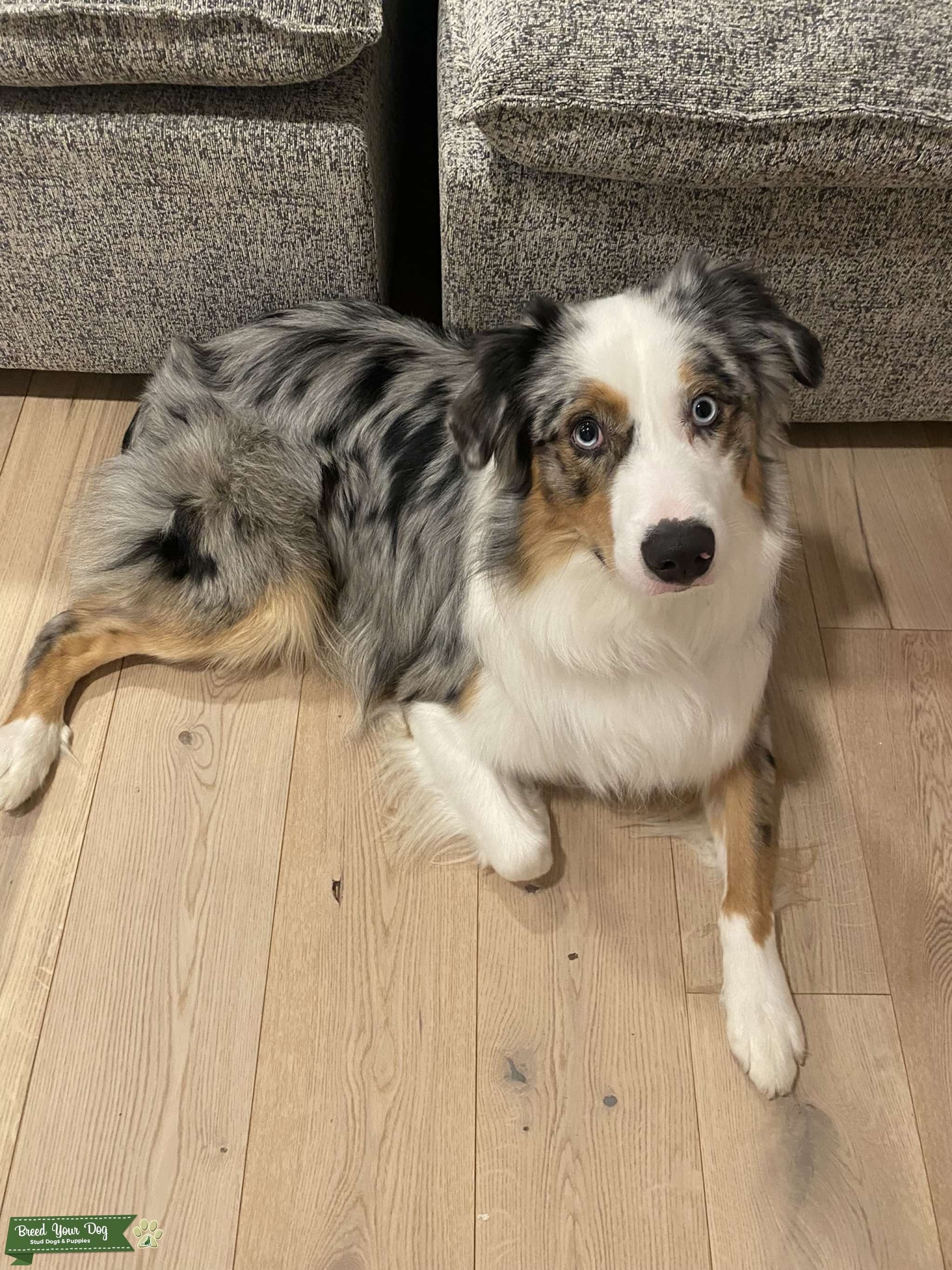 Purebred Australian Shepherd Blue Merle stud available to breed Stud