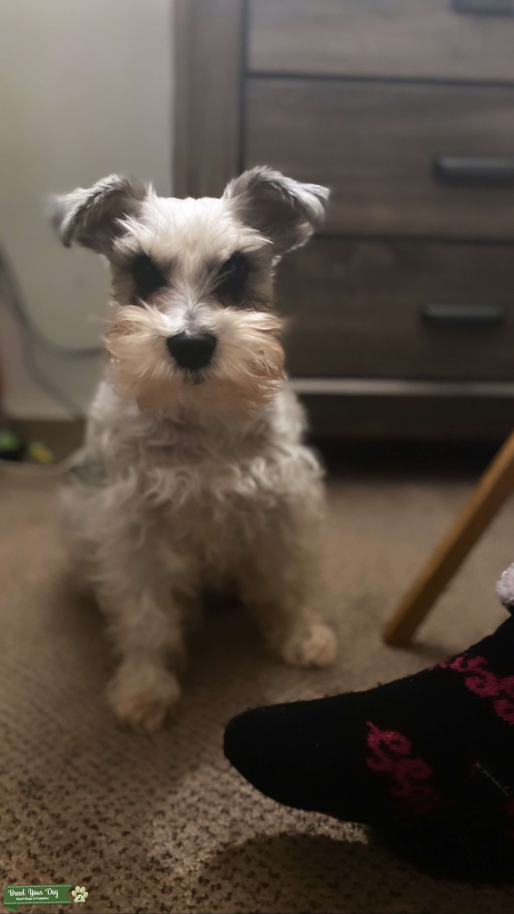 Male Stud mini schnauzer Stud Dog South California Breed Your Dog