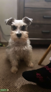 Male Stud mini schnauzer Listing Image