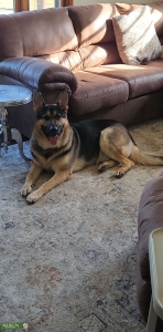German Shepard Dog Listing Image