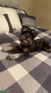 Miniature Schnauzer  Listing Image